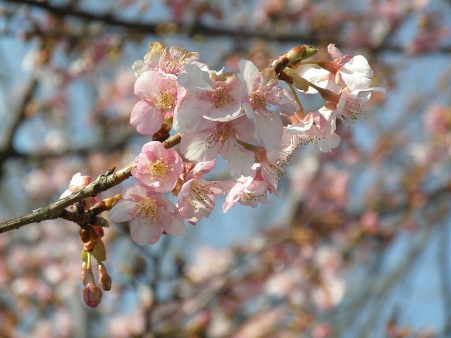 1　桜咲く2010年2月21日
