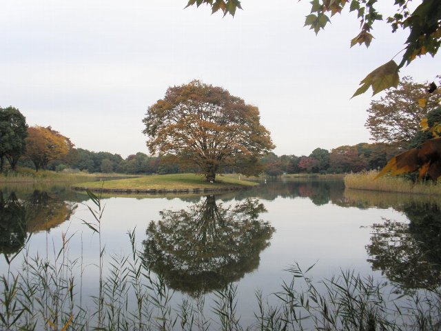4　国立昭和公園の秋